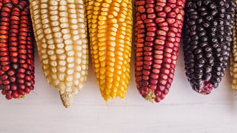 MAIZE YELLOW NATIVE CORN - MAKKASOLAM (மக்காசோளம்- மஞ்சள் ) MAIZE YELLOW NATIVE CORN - MAKKASOLAM (மக்காசோளம்- மஞ்சள் )