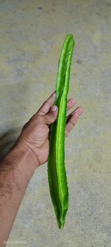 winged beans avarai | சிறகு அவரை winged beans avarai | சிறகு அவரை