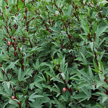 PULICHA KEERAI RED ( KENAF LEAVES ) PULICHA KEERAI RED ( KENAF LEAVES )