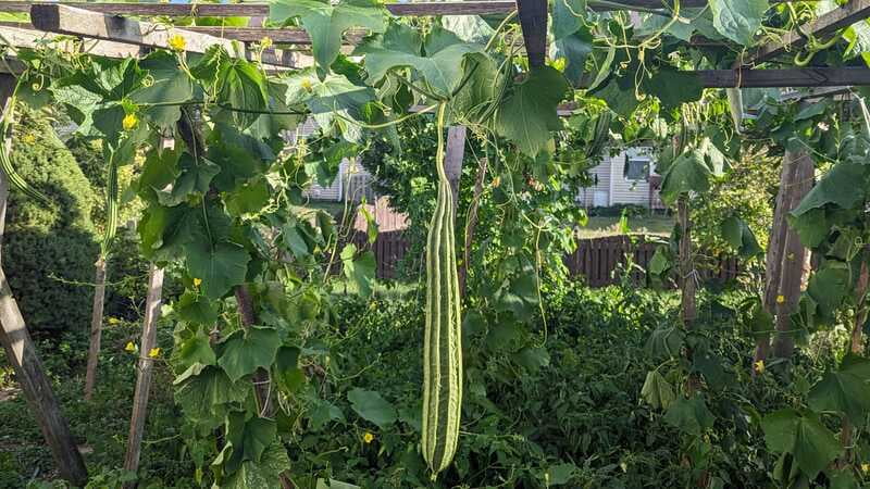 PEERKANKAI - RIDGE GOURD (பீர்க்கங்காய்) PEERKANKAI - RIDGE GOURD (பீர்க்கங்காய்)