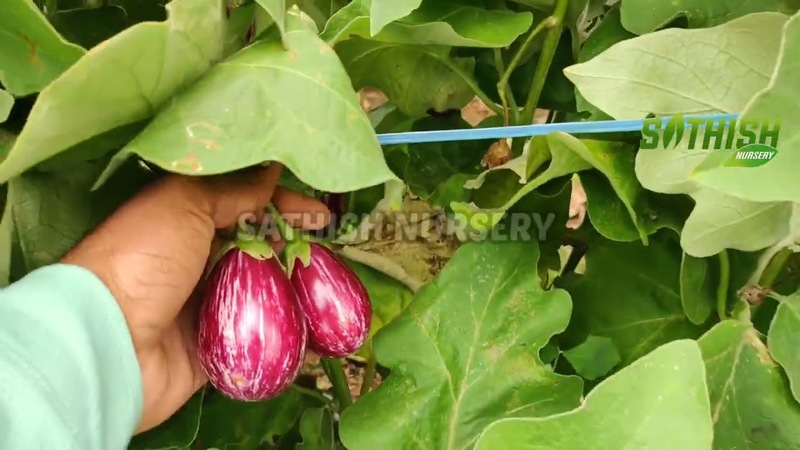 Pink Striped Brinjal (பிங்க் வரி கத்தரி) Pink Striped Brinjal (பிங்க் வரி கத்தரி)