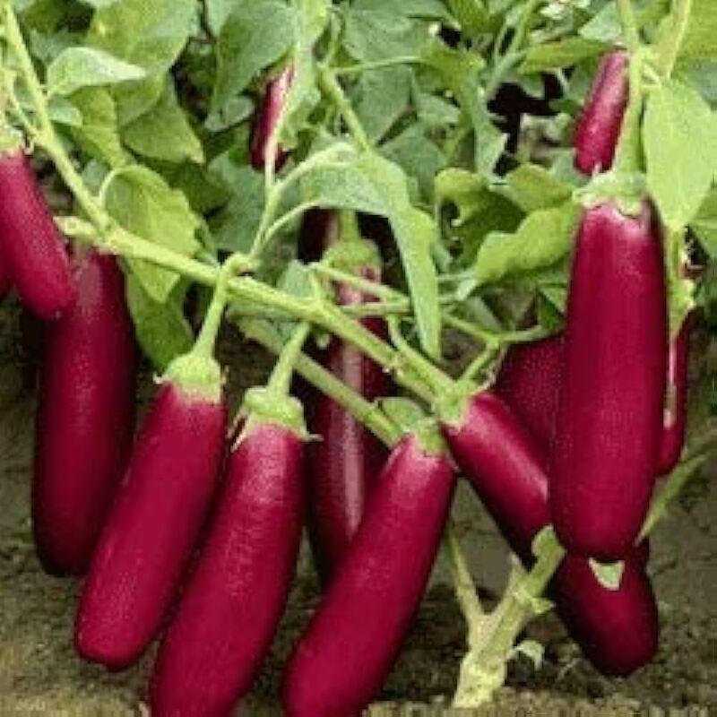 Pink Long Brinjal | பிங்க் நீட்ட கத்தரி Pink Long Brinjal | பிங்க் நீட்ட கத்தரி