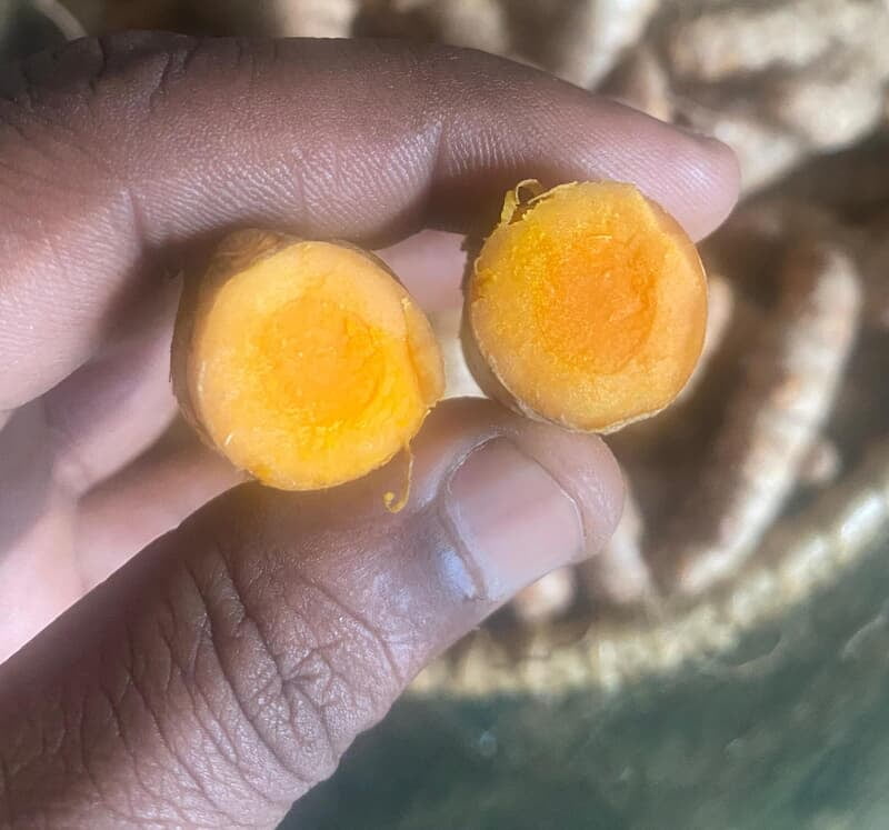 Virali Manjal Turmeric Seed Virali Manjal Turmeric Seed