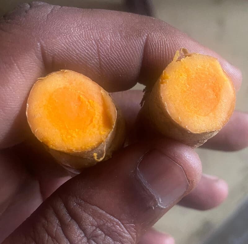 Virali Manjal Turmeric Seed Virali Manjal Turmeric Seed