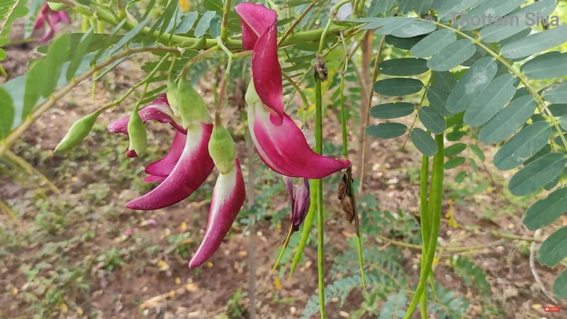 Humming Bird Tree Leaves (சிகப்பு அகத்திகீரை ) Humming Bird Tree Leaves (சிகப்பு அகத்திகீரை )