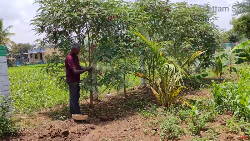 Humming Bird Tree Leaves (சிகப்பு அகத்திகீரை ) Humming Bird Tree Leaves (சிகப்பு அகத்திகீரை )