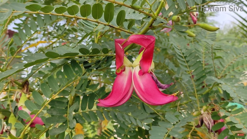 Humming Bird Tree Leaves (சிகப்பு அகத்திகீரை ) Humming Bird Tree Leaves (சிகப்பு அகத்திகீரை )