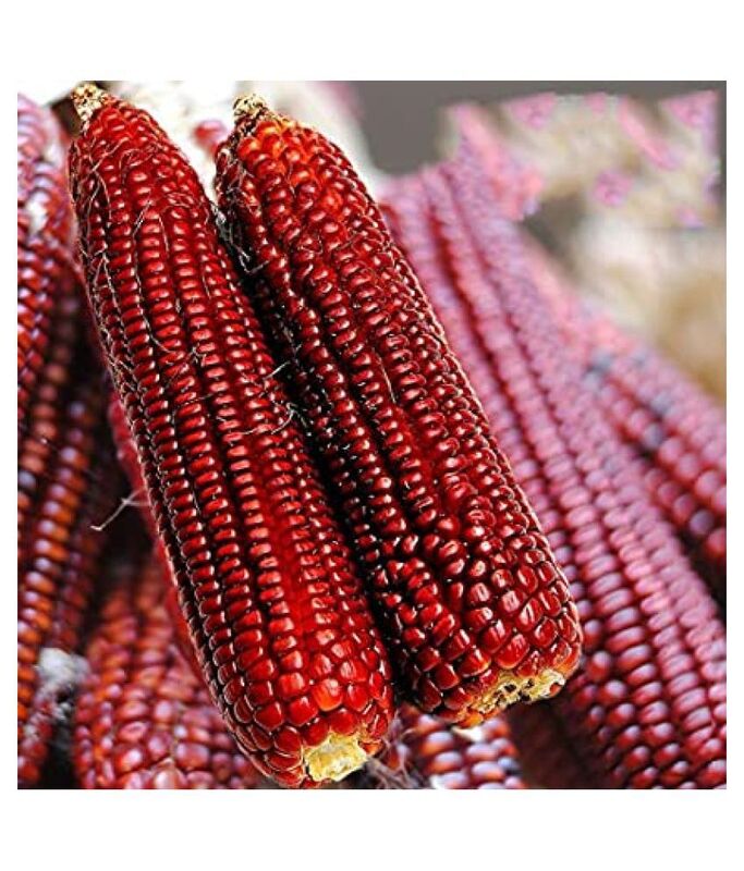 RED MAIZE NATIVE CORN MAKKA SOLAM ( மக்காசோளம்-சிகப்பு) RED MAIZE NATIVE CORN MAKKA SOLAM ( மக்காசோளம்-சிகப்பு)
