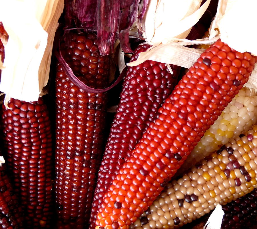 RED MAIZE NATIVE CORN MAKKA SOLAM | சிகப்பு மக்காசோளம்