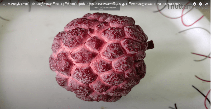red custard apple ( சிகப்பு சீதா ) red custard apple ( சிகப்பு சீதா )