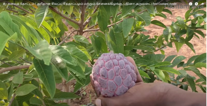 red custard apple ( சிகப்பு சீதா ) red custard apple ( சிகப்பு சீதா )