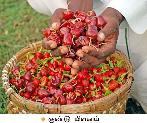 ROUND CHILLI (குண்டு மிளகாய்) ROUND CHILLI (குண்டு மிளகாய்)
