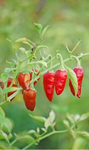 ROUND CHILLI (குண்டு மிளகாய்) ROUND CHILLI (குண்டு மிளகாய்)