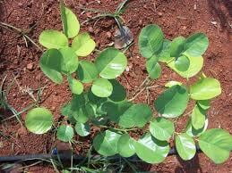 Semmaram | Rose Wood (செம்மரம்)