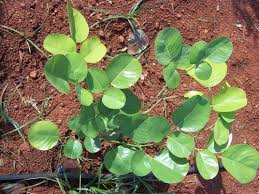 Semmaram | Rose Wood (செம்மரம்) Semmaram | Rose Wood (செம்மரம்)