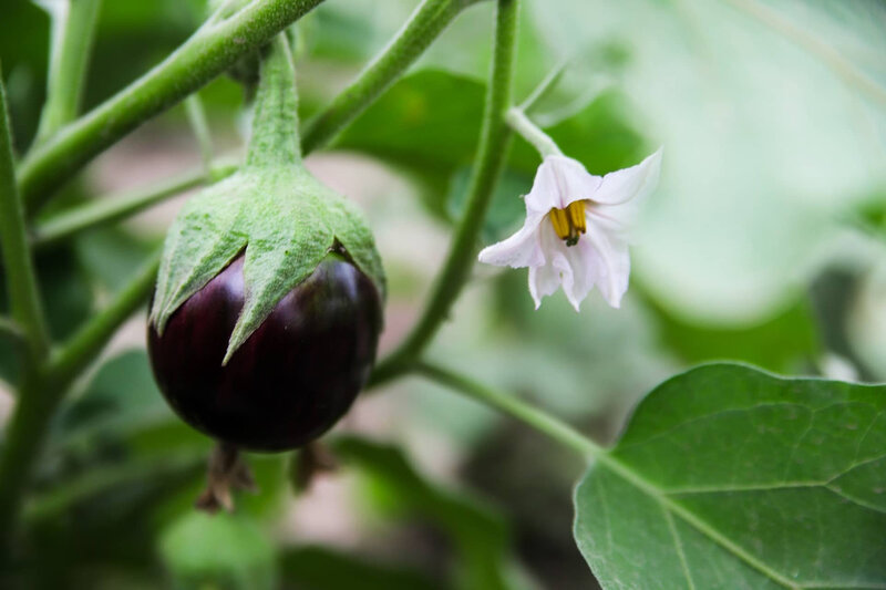 SEVANTHAMBATTI BRINJAL SEVANTHAMBATTI BRINJAL
