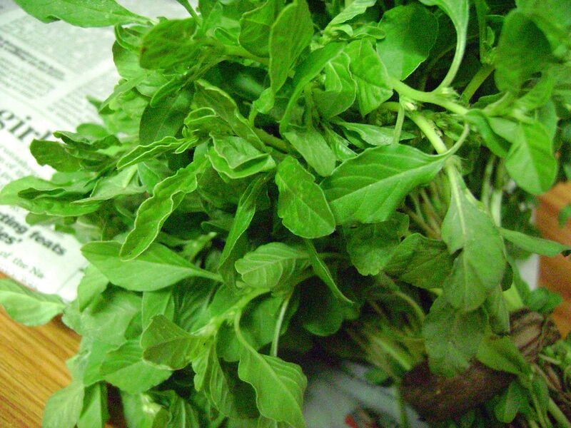 SIRU KEERAI ( TROPICAL AMARANTHUS ) SIRU KEERAI ( TROPICAL AMARANTHUS )