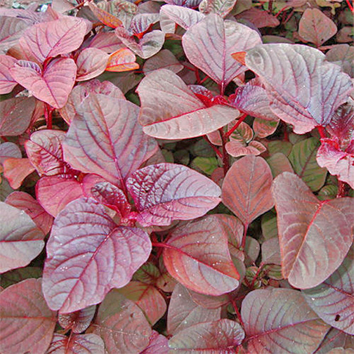 SIRU KEERAI RED ( TROPICAL AMARANTHUS ) SIRU KEERAI RED ( TROPICAL AMARANTHUS )