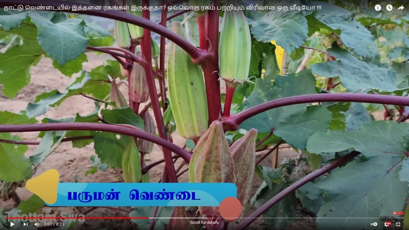 Ladies Finger - Short Paruman ( பச்சை பருமன் குட்டை வெண்டை ) Ladies Finger - Short Paruman ( பச்சை பருமன் குட்டை வெண்டை )