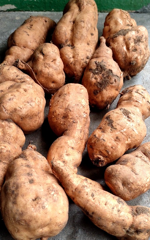 Sweet Potatto Seed Sweet Potatto Seed