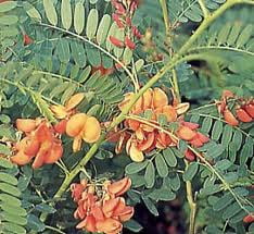 Siddhakathi (சித்தகத்தி) Siddhakathi (சித்தகத்தி)