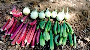Sivakasi Brinjal ( சிவகாசி கத்தரி ) Sivakasi Brinjal ( சிவகாசி கத்தரி )