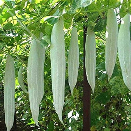 SNAKE GOURD - PUDALAI SNAKE GOURD - PUDALAI