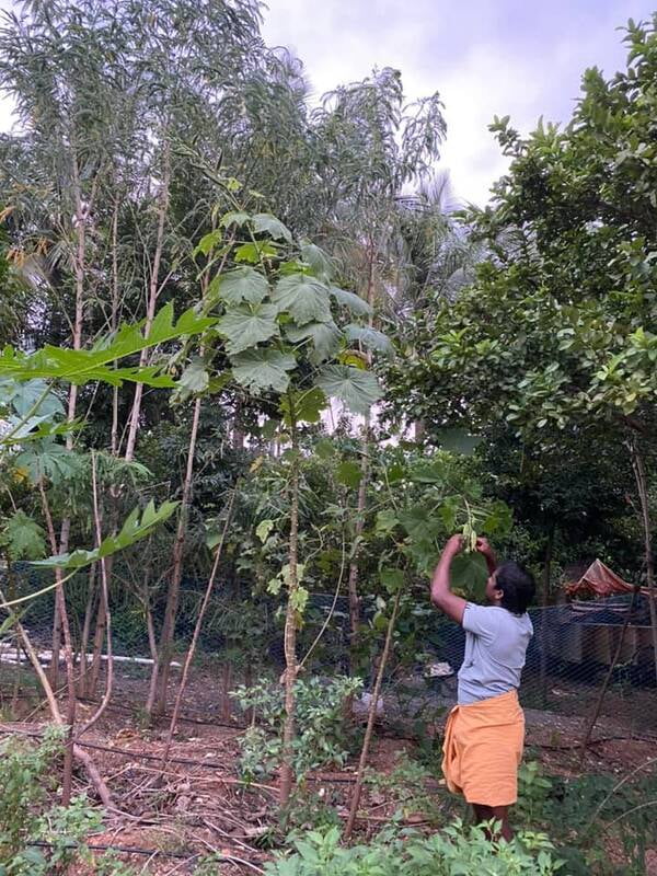 MARA VENDAI - TREE LADIES FINGER ( மர வெண்டை ) MARA VENDAI - TREE LADIES FINGER ( மர வெண்டை )