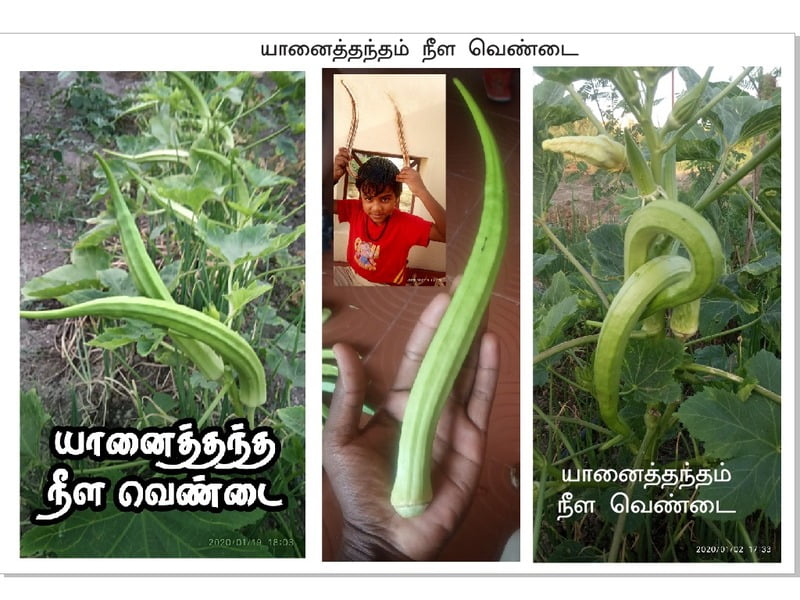 யானை தந்த நீள வெண்டை | Elephant Trunk Ladiesfinger