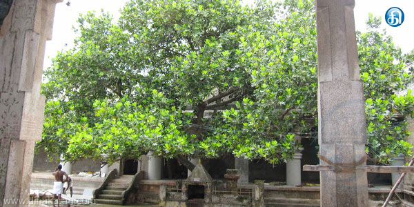 Thandi tree (தாண்டி மரம் ) Thandi tree (தாண்டி மரம் )