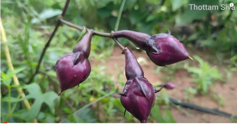 Purple Mookuththi AVARAI Purple Mookuththi AVARAI