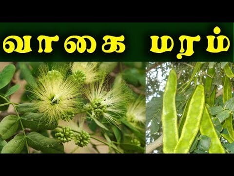 Albizia lebbeck (வாகை மரம் ) Albizia lebbeck (வாகை மரம் )
