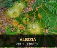 Albizia lebbeck (வாகை மரம் )
