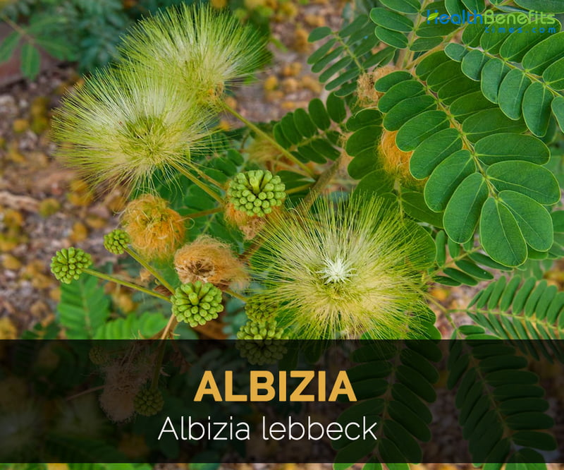 Albizia lebbeck (வாகை மரம் ) Albizia lebbeck (வாகை மரம் )
