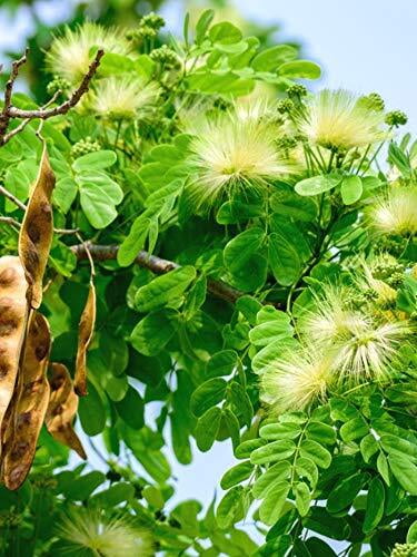 Albizia lebbeck (வாகை மரம் ) Albizia lebbeck (வாகை மரம் )