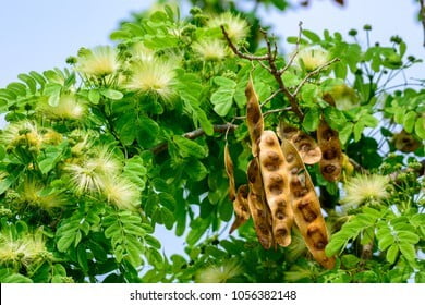 Albizia lebbeck (வாகை மரம் ) Albizia lebbeck (வாகை மரம் )