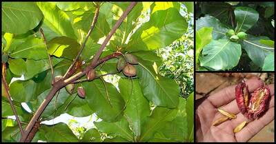 Almond Tree (வாதாங்கொட்டை )