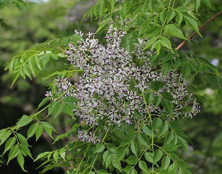 Bead Tree (மலைவேம்பு ) Bead Tree (மலைவேம்பு )