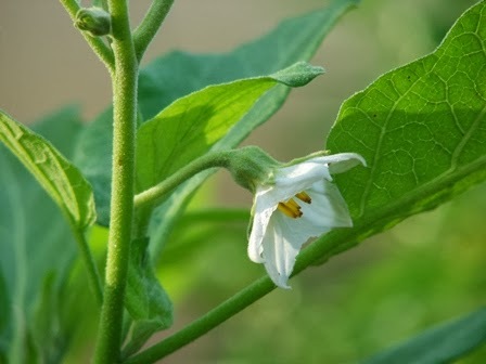 WHITE BRINJAL WHITE BRINJAL
