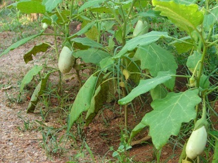 WHITE BRINJAL WHITE BRINJAL