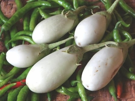 WHITE BRINJAL WHITE BRINJAL