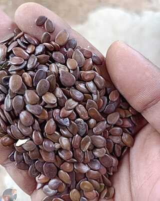 சவுண்டல் மர விதை | Savundal Tree Seed 100 Gram