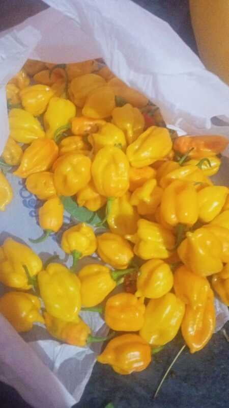 Ghee Chilli Yellow | நெய் மிளகாய் மஞ்சள் Ghee Chilli Yellow | நெய் மிளகாய் மஞ்சள்