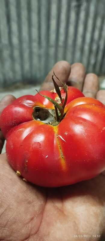 Red Pumbkin Tomato | சிகப்பு பூசணி தக்காளி Red Pumbkin Tomato | சிகப்பு பூசணி தக்காளி