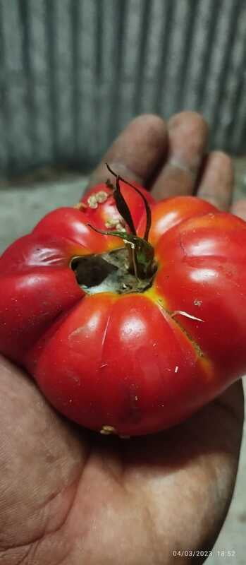 Red Pumbkin Tomato | சிகப்பு பூசணி தக்காளி Red Pumbkin Tomato | சிகப்பு பூசணி தக்காளி