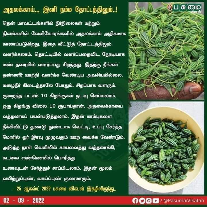 Athalaikai Athalaikai
