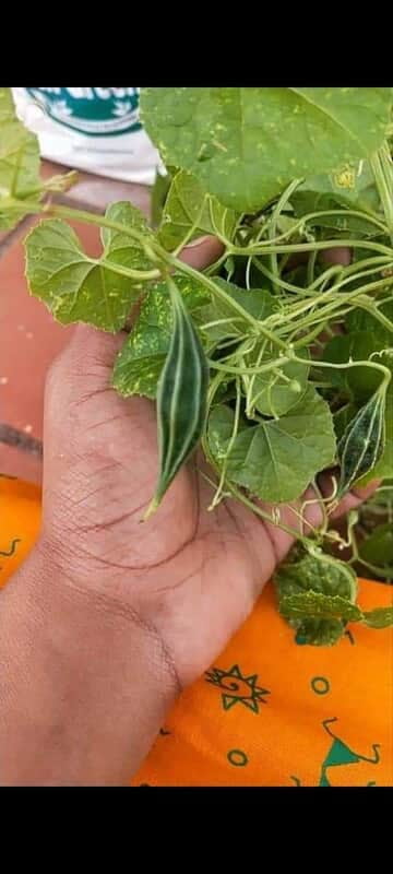 Athalaikai Athalaikai