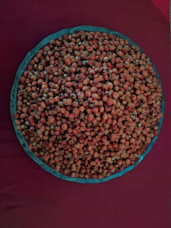 RED SOLAM 1KG (சிகப்பு சோளம் | 1 Kg) RED SOLAM 1KG (சிகப்பு சோளம் | 1 Kg)