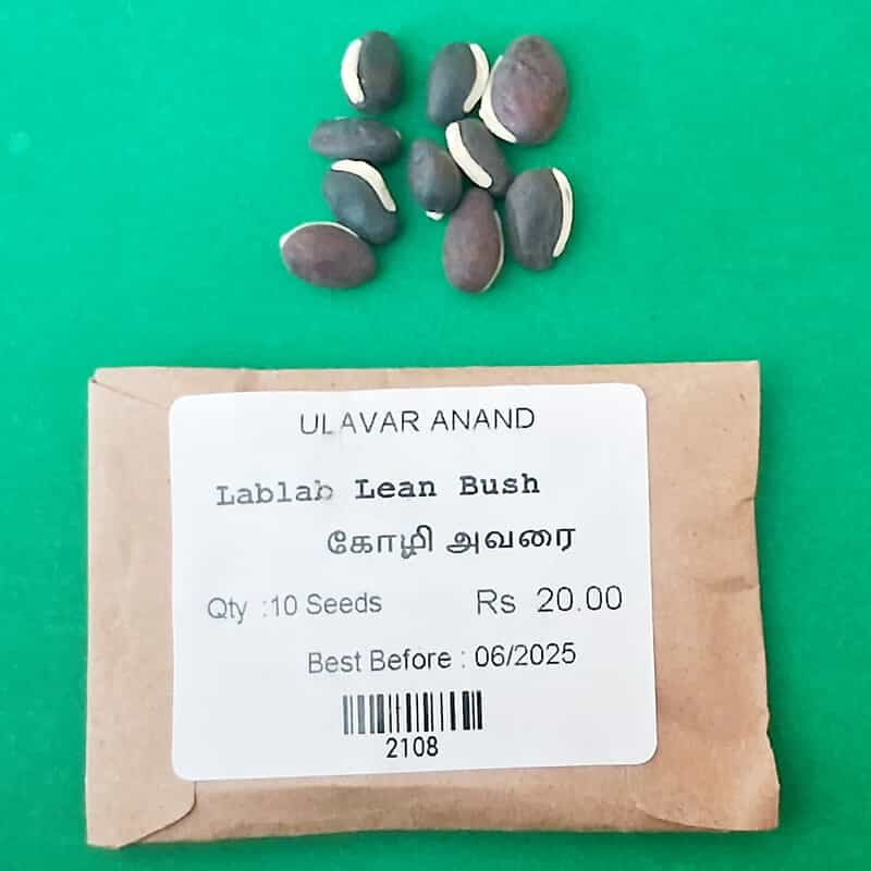 KOLI AVARAI ( LABLAB VIOLET ) ( கோழி அவரை ) KOLI AVARAI ( LABLAB VIOLET ) ( கோழி அவரை )