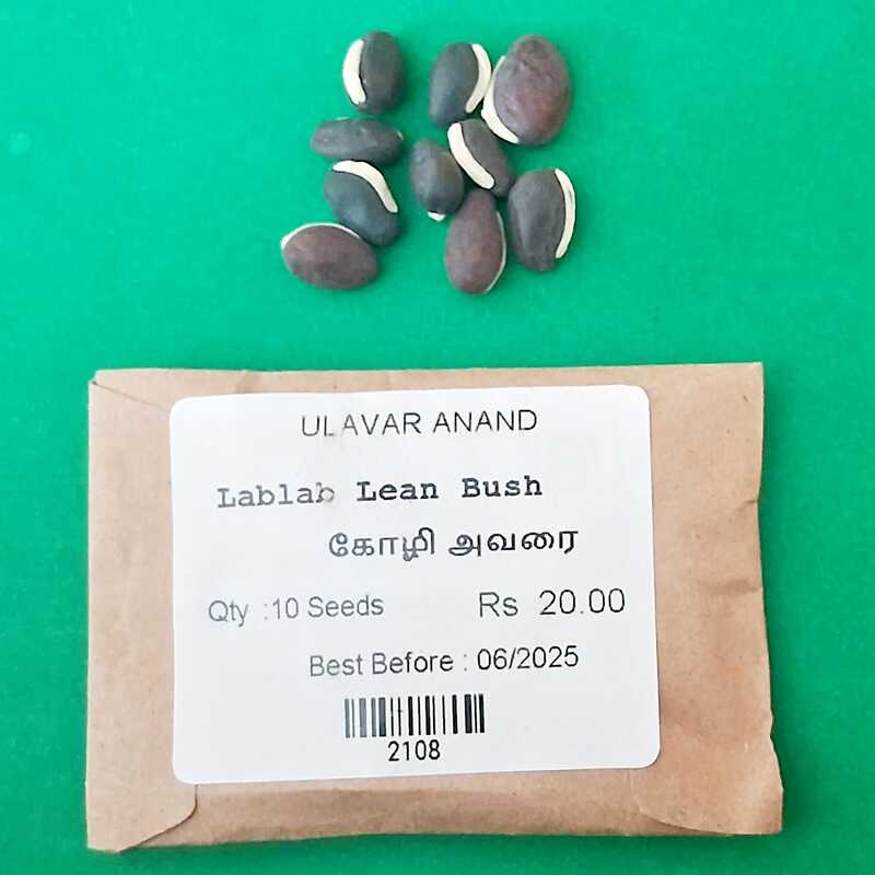 KOLI AVARAI ( LABLAB VIOLET ) ( கோழி அவரை ) KOLI AVARAI ( LABLAB VIOLET ) ( கோழி அவரை )